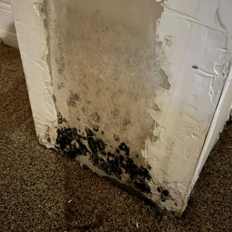 Professional Mold Removal in Winkler County, TX